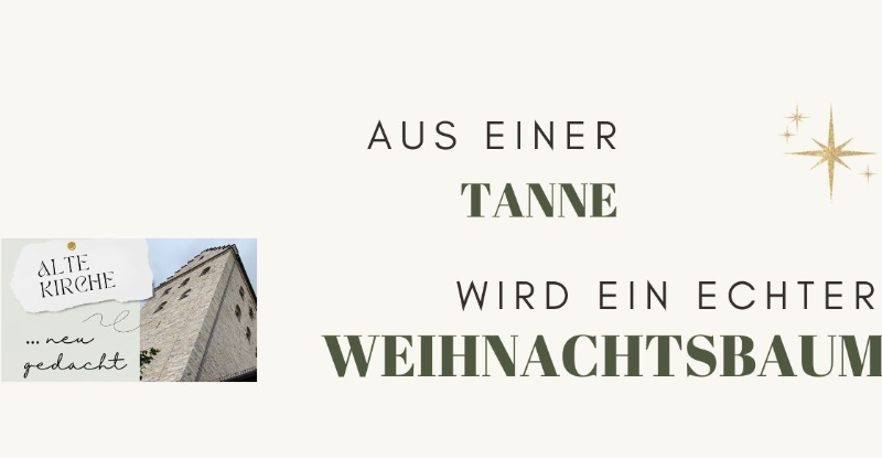 Aus einer Tanne wird ein echter Weihnachtsbaum 