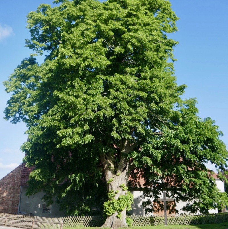 Gottesdienst an der alten Linde 
